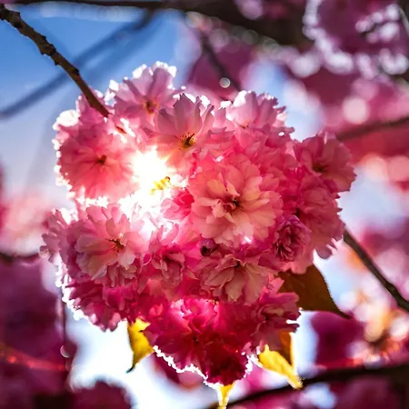 בית נופש Kirschbluete *